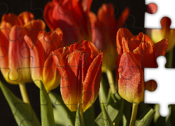 Tulipany, Żółto-czerwone, Zbliżenie