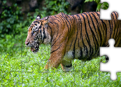 Tygrys bengalski, Zbliżenie, Trawa