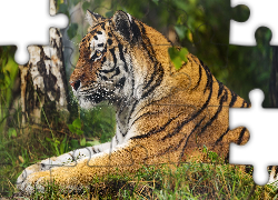 Tygrys, Duży kot