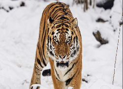 Tygrys, Drapieżnik, Śnieg