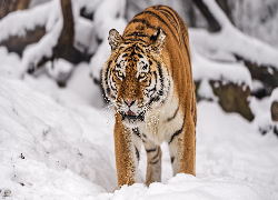 Tygrys syberyjski, Zima, Śnieg