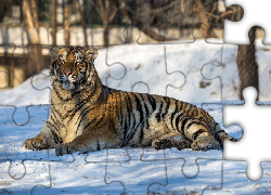 Leżący, Tygrys syberyjski, Zima
