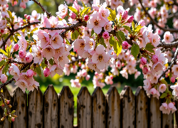 Kwiaty, Gałąź, Drzewo owocowe, Płot, AI
