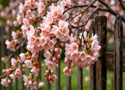Drzewo owocowe, Gałązki, Różowe, Kwiaty, Płot, Grafika AI