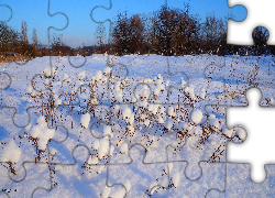 Zima, Śnieg, Uschnięte, Rośliny