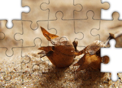 Uschnięte, Rośliny, Piasek