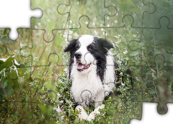 Pies, Border collie, Łąka, Rośliny