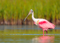 Ptak, Warzęcha różowa, Woda
