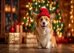 Pies, Welsh corgi pembroke, Czerwona, Czapka, Prezenty, Choinka