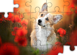 Pies, Welsh corgi pembroke, Kwiaty, Maki