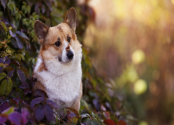 Rudo-biały, Pies, Welsh corgi pembroke, Motyl, Fioletowe, Liście