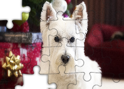 Pies, West highland white terrier, Mordka, Ozdoby, Świąteczne