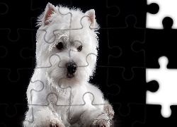 Pies,  West Highland white terrier, Mordka, Biały, Ciemne tło