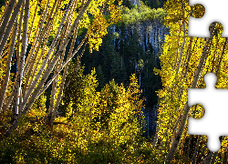Stany Zjednoczone, Stan Kolorado, Brzozy, Las Państwowy White River National Forest