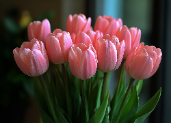 Różowo-koralowe, Tulipany, Kwiaty