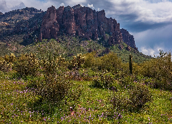Góry, Superstition Mountains, Łąka, Krzewy, Kwiaty, Arizona, Stany Zjednoczone