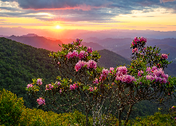 Kwitnący, Różanecznik, Zalesione, Wzgórza, Góry, Zachód słońca