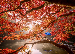 Jesień, Staw Sagiike, Klon, Liście, Altana, Pawilon Ukimido, Nara Park, Nara, Japonia