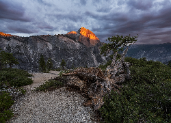 Góry, Szczyt Half Dome, Drzewa, Konar, Park Narodowy Yosemite, Kalifornia, Stany Zjednoczone