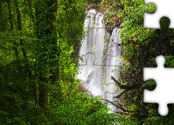 Australia, Tasmania, Park Narodowy Mount Field, Wodospad Russell Falls, Las, Drzewa