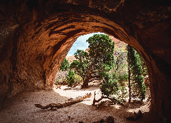 Jaskinia, Skały, Drzewa, Sosny, Park Narodowy Arches, Utah, Stany Zjednoczone