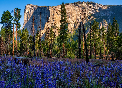 Stany Zjednoczone, Kalifornia, Park Narodowy Yosemite, Drzewa, Góra, El Capitan, Skała, Kwiaty