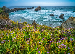 Kwiaty, Rośliny, Łąka, Ocean, Skały, Kalifornia, Stany Zjednoczone