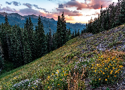 Stany Zjednoczone, Kolorado, Góry, Las, Gunnison National Forest, Drzewa, Polana, Kwiaty