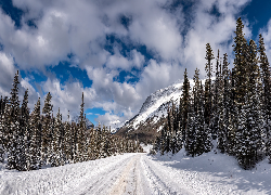 Zima, Las, Droga, Góry, Śnieg, Drzewa