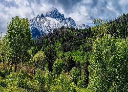 Stany Zjednoczone, Kolorado, Góry, San Juan Mountains, Mount Sneffels, Las, Drzewa