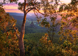 Australia, Queensland, Góry, Dolina, Numinbah Valley, Drzewa, Gałęzie, Wschód słońca