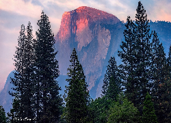 Stany Zjednoczone, Kalifornia, Park Narodowy Yosemite, Góra, Half Dome, Drzewa