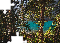 Jezioro Moraine, Drzewa, Las, Park Narodowy Banff, Alberta, Kanada