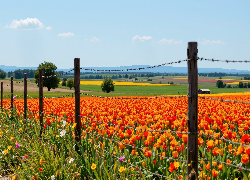 Tulipany, Pole, Ogrodzenie