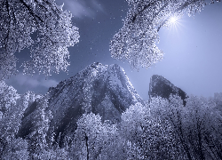 Zima, Ośnieżone, Drzewa, Góry, Sierra Nevada, Park Narodowy Yosemite, Kalifornia, Stany Zjednoczone