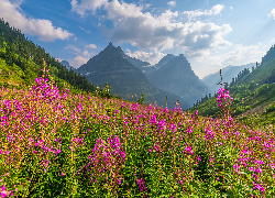 Stany Zjednoczone, Montana, Park Narodowy Glacier, Góry, Las, Drzewa, Polana, Łąka, Kwiaty, Wierzbówka kiprzyca, Chmury