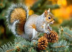 Wiewiórka, Gałązki, Szyszki