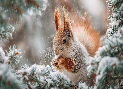 Wiewiórka, Gałązki, Śnieg, Zima, Grafika AI