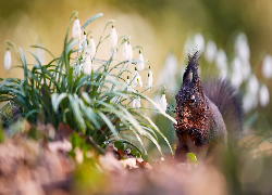 Wiewiórka, Kwiaty, Przebiśniegi