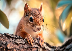 Wiewiórka, Łapki, Konar, Drzewa