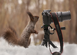 Wiewiórka, Aparat fotograficzny, Śnieg, Zima
