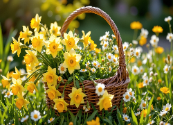Wiklinowy, Koszyk, Narcyzy żonkile, Stokrotki