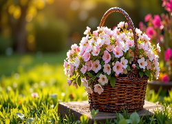 Różowe, Drobne, Kwiaty, Wiklinowy, Koszyk, Trawa