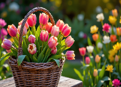 Różowe, Tulipany, Wiklinowy, Koszyk