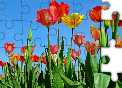 Czerwone, Żółty, Tulipany