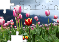Kwiaty, Różowe, Tulipany, Czerwono-żółty, Tulipan