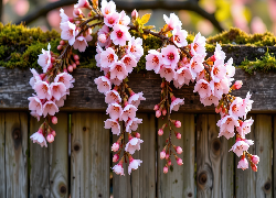 Wiszące, Różowe, Kwiaty, Płot, Grafika AI