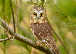 Sowa, Włochatka mała, Gałązki, Sosna