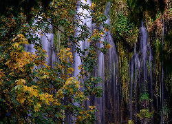 Wodospad Mossbrae Falls, Drzewa, Jesień, Hrabstwo Siskiyou, Dunsumuir, Stan Kalifornia, Stany Zjednoczone