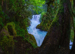 Wodospad, Rwąca, Rzeka, Drzewa, Roślinność, Las